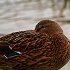 Hochwasser-Ente