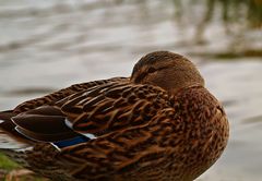 Hochwasser-Ente