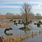 Hochwasser