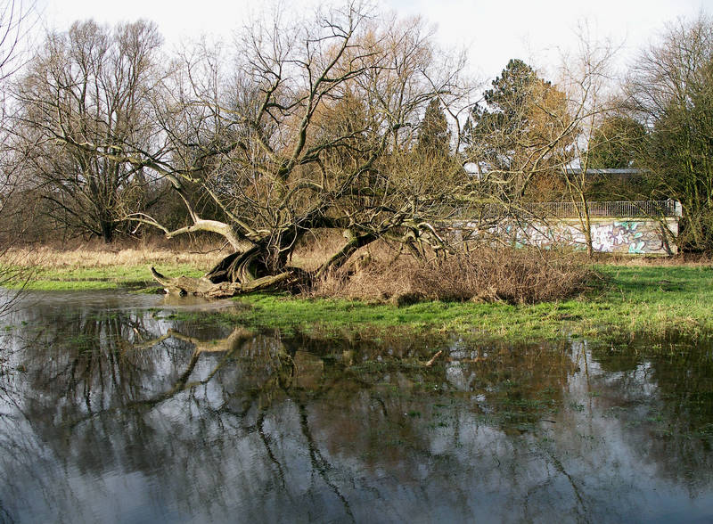 Hochwasser- Hannover Ricklingen