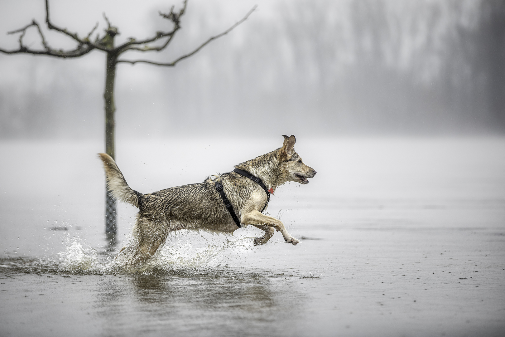 ... Hochwasser-Hazel ...