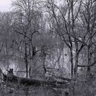 Hochwasser im Auenwald