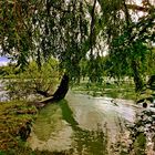 Hochwasser im Auwald 