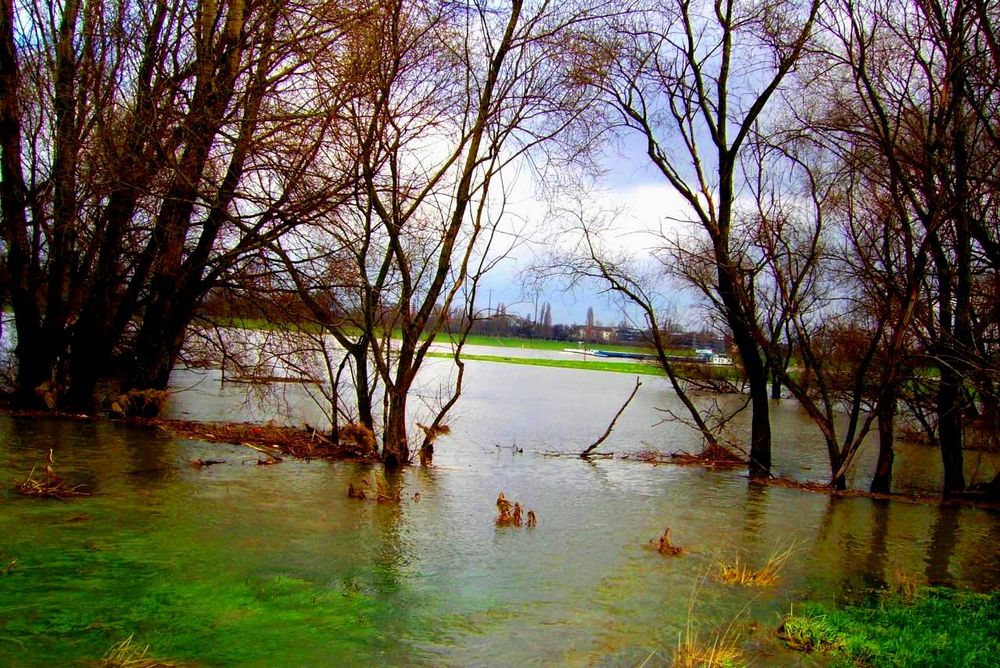 Hochwasser im Düsseldorfer Hafen 2