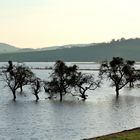 Hochwasser im Leinepolder bei Salzderhelden.