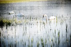 Hochwasser im Moos