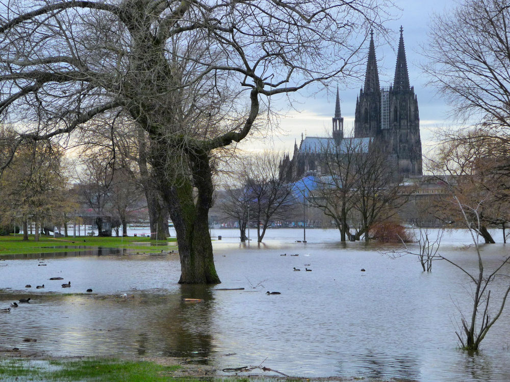 Hochwasser im rechtsrheinischen Rheinpark 1