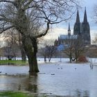 Hochwasser im rechtsrheinischen Rheinpark 1