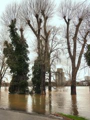 Hochwasser im rechtsrheinischen Rheinpark 2