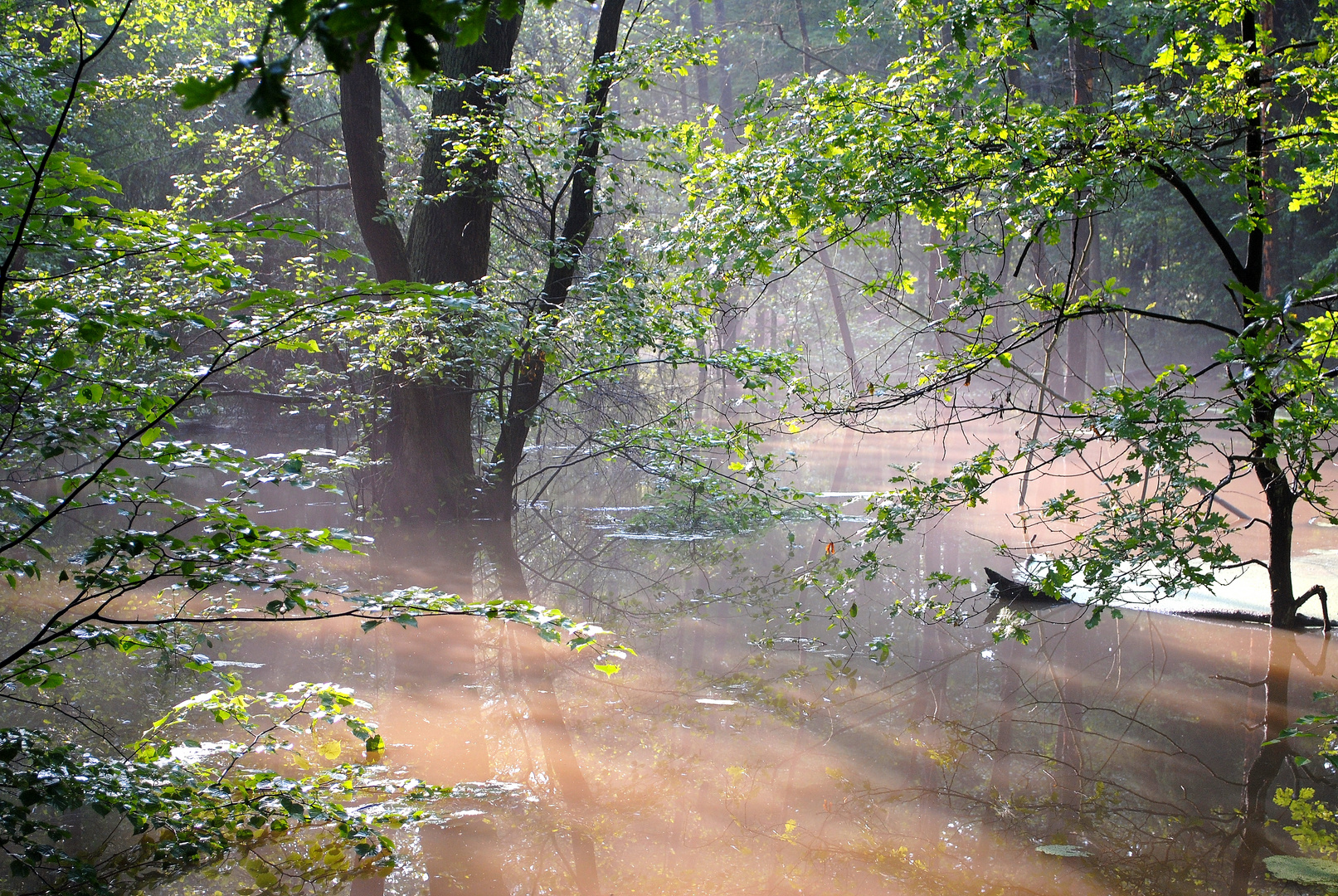 Hochwasser im Wald in der Nähe der Spree