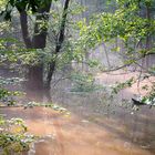 Hochwasser im Wald in der Nähe der Spree