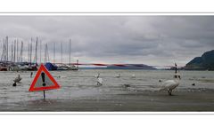 hochwasser in biel