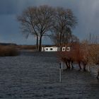 Hochwasser in Bleckede.