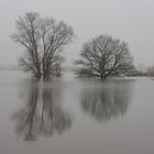 Hochwasser in Bleckede im Nebel