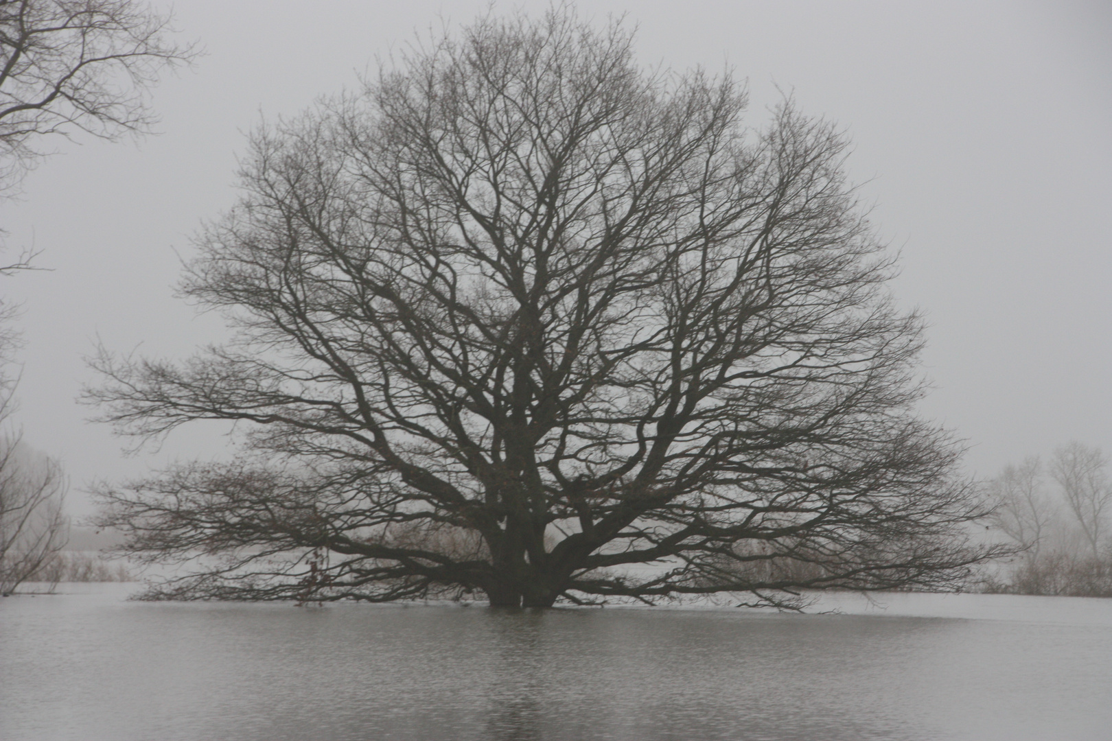 Hochwasser in Bleckede im Nebel II