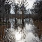 Hochwasser in den Erftauen