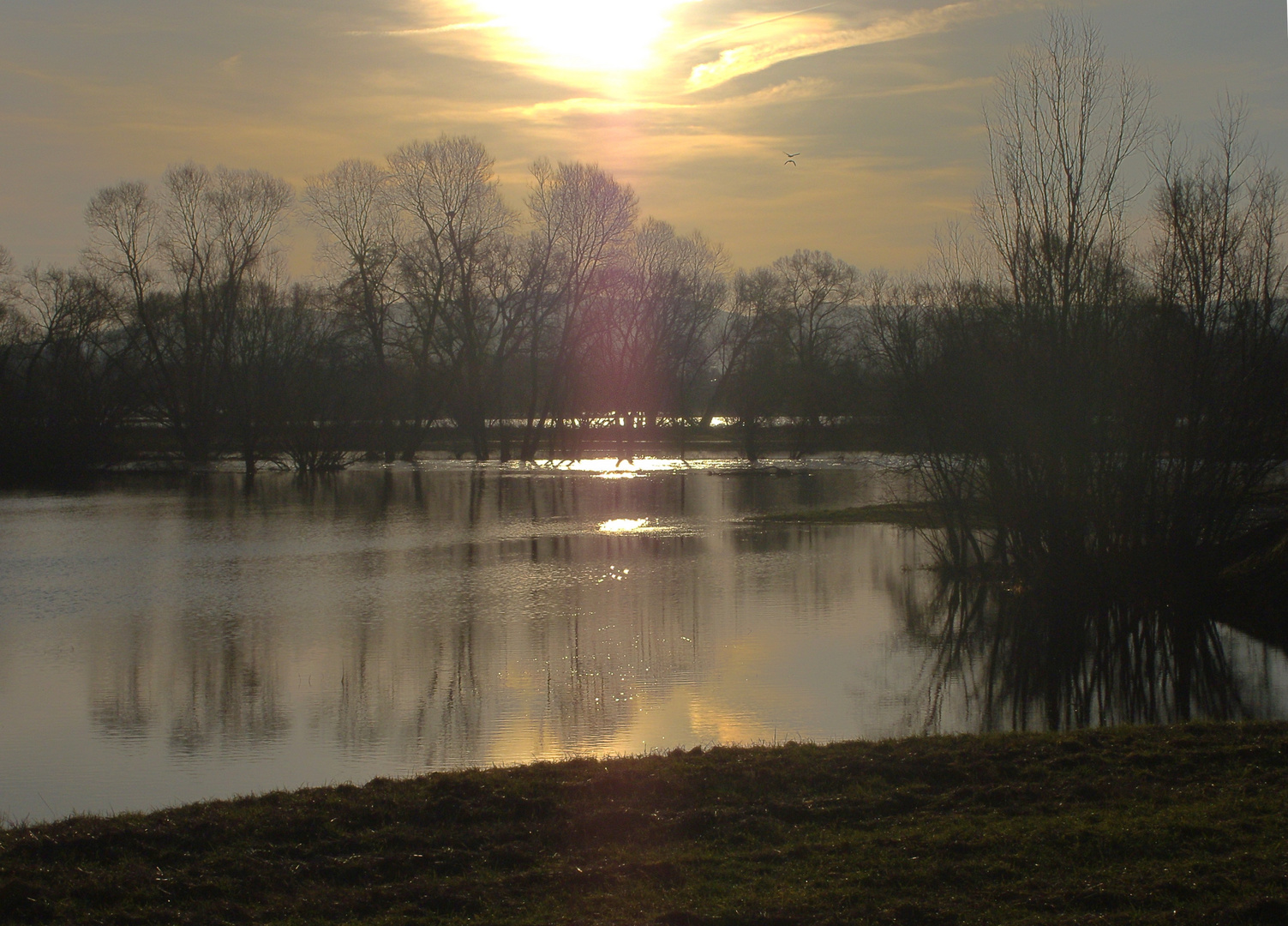 Hochwasser in den Leinewiesen bei Hollenstedt /Northeim. 16.01.2011