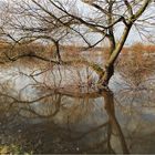 Hochwasser in den Rheinauen