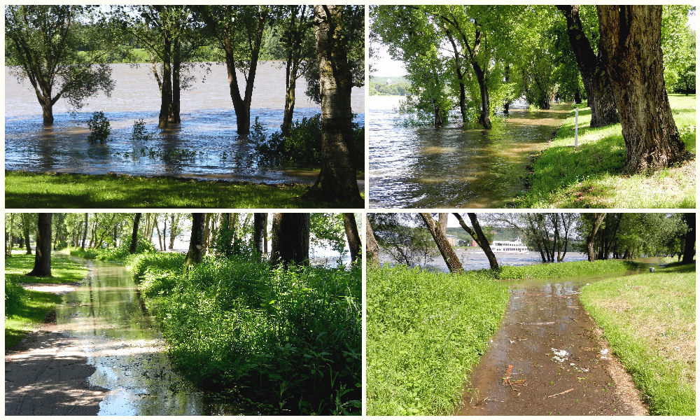 Hochwasser in der Bonner Rheinaue
