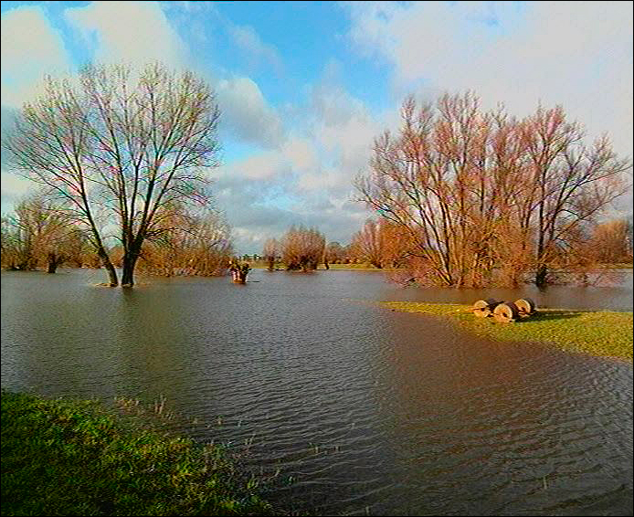 Hochwasser in der Rheinaue