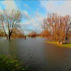 Hochwasser in der Rheinaue