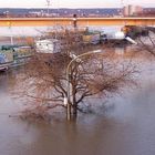 Hochwasser in Dresden