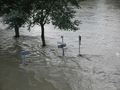 hochwasser in linz - wo gehts hier bitte nach...? von Romana Humer-Schneeberger