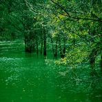 Hochwasser in Slovenien alle Bäume stehen nun im Fluss