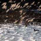 Hochwasser, Kälte und Sonne am Niederrhein Januar 2024 - 3