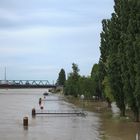 Hochwasser Kehl am Rhein 03.06.2013 [1]