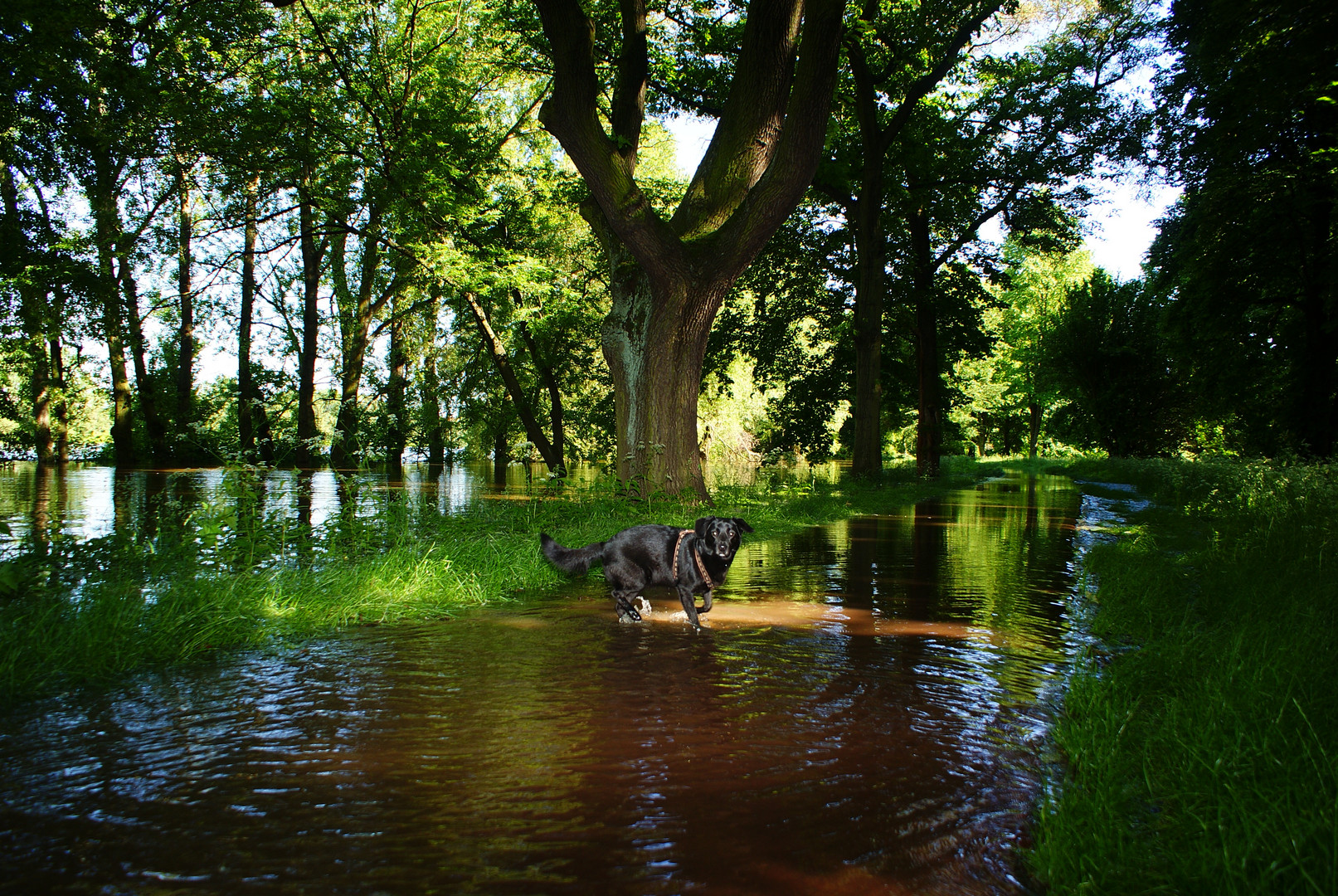 "Hochwasser Magdeburg"