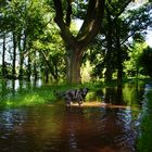 "Hochwasser Magdeburg"