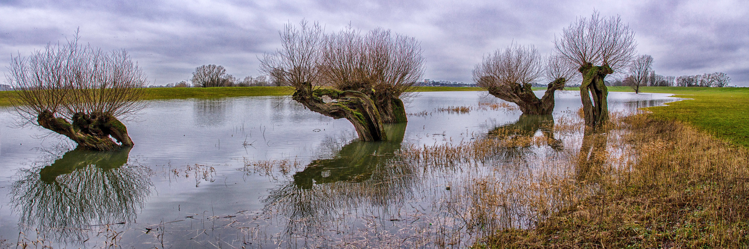 Hochwasser mit Kopfweiden