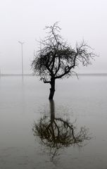 Hochwasser + Nebel -12-