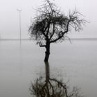 Hochwasser + Nebel -12-