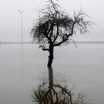 Hochwasser + Nebel -12-