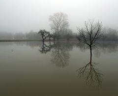 Hochwasser + Nebel -3-