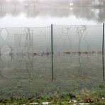 Hochwasser + Nebel -7-