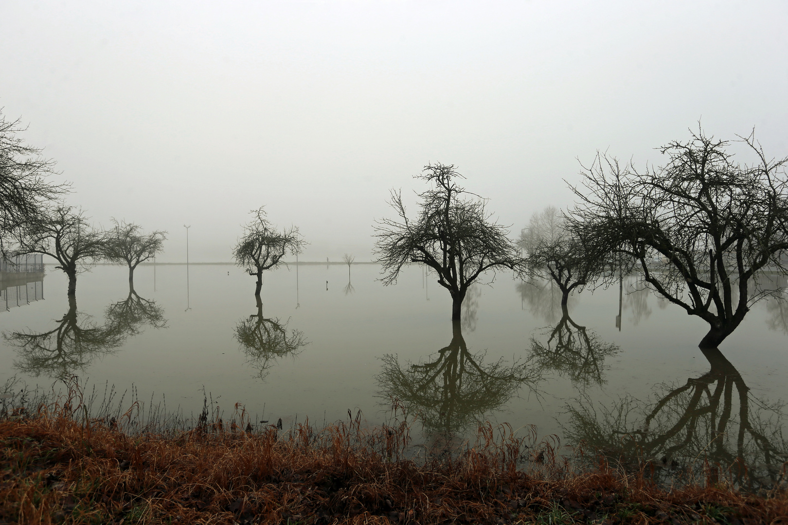 Hochwasser + Nebel am Rhein