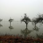 Hochwasser + Nebel am Rhein