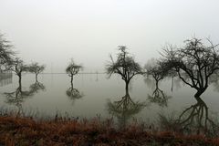 Hochwasser + Nebel am Rhein