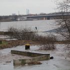 Hochwasser / Rhein / Wesel