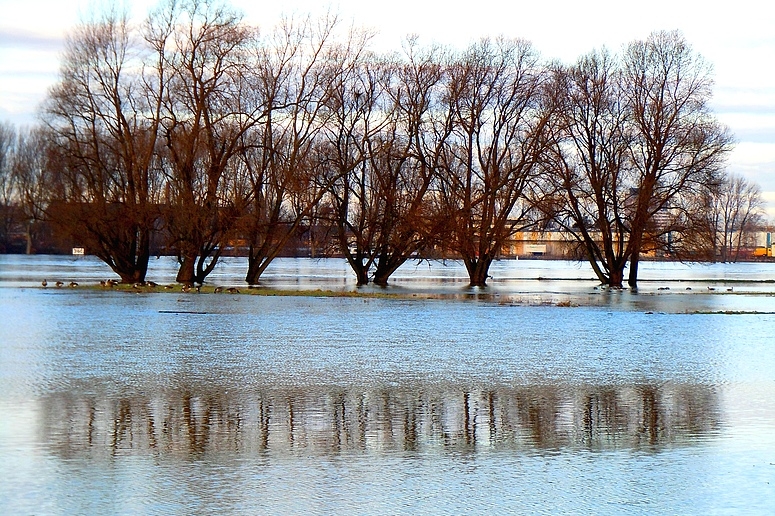 Hochwasser Rheinwiese Df.-Lausward /Januar 2011