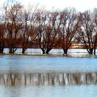 Hochwasser Rheinwiese Df.-Lausward /Januar 2011