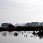 Hochwasser - Schwarze Elster (10)