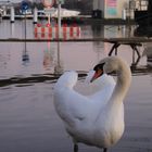 Hochwasser stört nicht jeden!