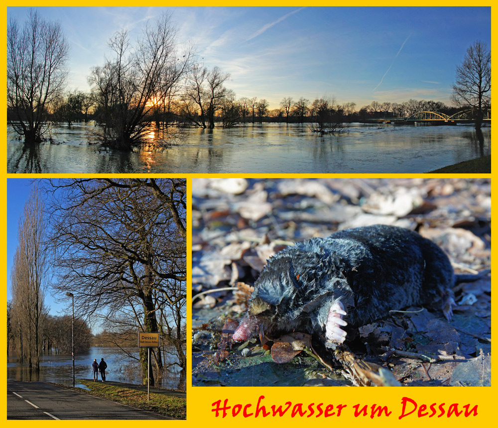 Hochwasser um Dessau