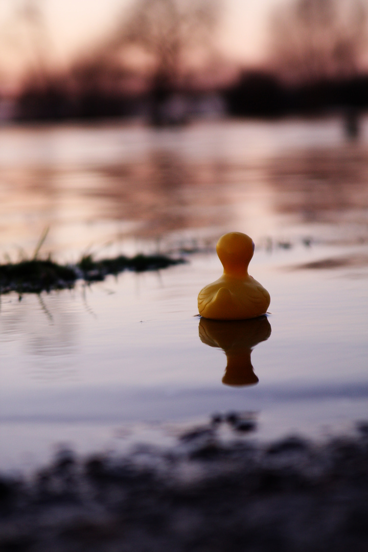 Hochwasser und Quitscheente