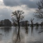 Hochwasser Urdenbacher Kämpe