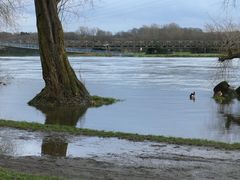 Hochwasser zwischen E-Horst und BO-Dahlhausen